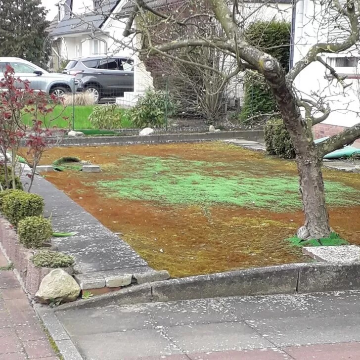 Giardino frontale prima dell'intervento